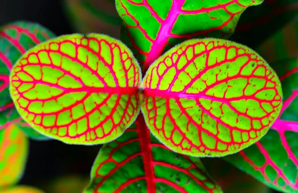 神经科植物 Fittonia 在敖德萨植物园中 一种装饰植物 叶子明亮 叶脉呈红色 — 图库照片