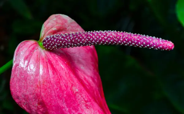 Anthurium Plante Tropicale Fleurissant Avec Des Fleurs Rouges Gros Plan — Photo