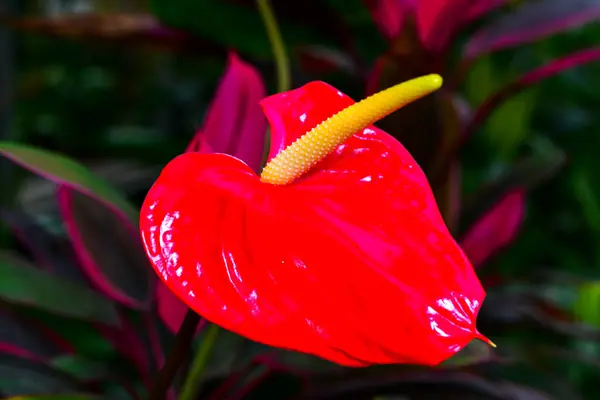 Anthurium Tropische Plant Bloeien Met Rode Bloemen Close — Stockfoto