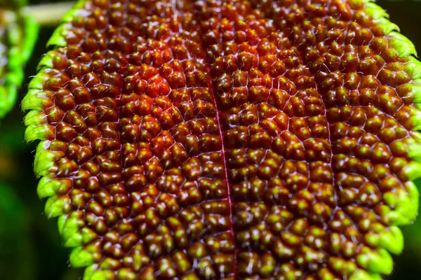 Pilea Involucrata Καλλωπιστικό Φυτό Χρωματιστά Κόκκινα Πράσινα Φύλλα Βοτανικό Κήπο — Φωτογραφία Αρχείου