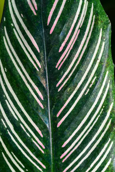 Calathea Ornata Närbild Randiga Gröna Blad Växt Från Botanisk Trädgård — Stockfoto