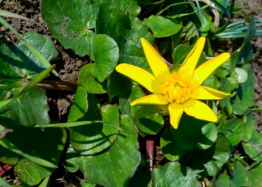 Daha az celandine veya pilewort (Ficaria verna) - Odessa 'da bir botanik bahçesinde bahar bitkilerinde toplu çiçeklenme