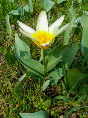 Baharda bahçede açan sarı laleler, Odessa 'da botanik bahçesi.