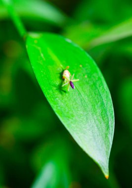 Ruscus hypophyllum - Yakın plan, bitki yaprağında küçük çiçek, botanik bahçesi