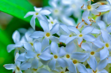 Acokanthera schimperi - Ukrayna 'daki botanik bahçesinden toplanan tropikal bir bitkinin beyaz çiçekli cilt bakımı