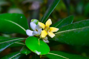 Pittosporum tobira - Ukrayna 'daki botanik bahçesinden toplanan beş yapraklı sarı bir bitki.