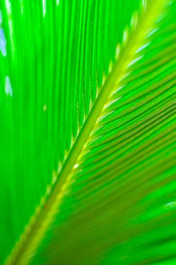 Yakın plan, çizgili yeşil cycas circinalis yaprağı, doğal yapraklar arka plan, botanik bahçesi
