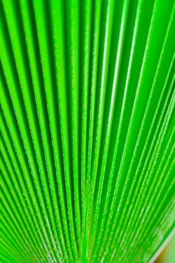Yeşil palmiye yaprağının çizgili dokusu, doğal arka plan, botanik bahçesi.