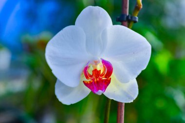 Botanik bahçesi Odessa 'da çiçek açan Phalaenopsis orkidesi