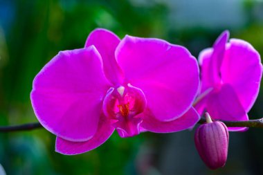 Botanik bahçesi Odessa 'da çiçek açan Phalaenopsis orkidesi