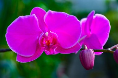Botanik bahçesi Odessa 'da çiçek açan Phalaenopsis orkidesi