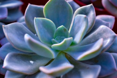 Yakın plan, sulu bir bitkinin sulu yaprakları (Echeveria sp.) Bir botanik bahçesi koleksiyonunda