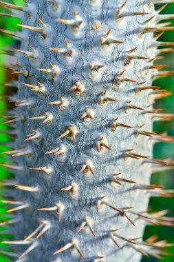 Tropik bitkinin (Pachypodium sp.) dikenli gövdesi. Botanik bahçesinin serasında..