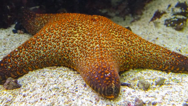 Pentaster sp. - starfish in a marine aquarium, Odessa