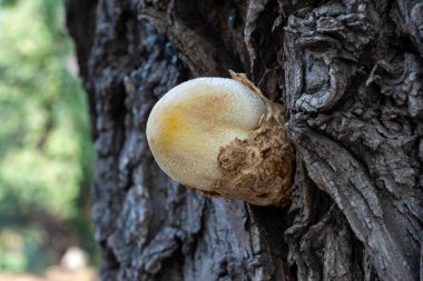 Volvariella bombycina. Odessa 'da eski bir dut ağacında yetişen nadir bulunan ahşap ipeksi mantar.