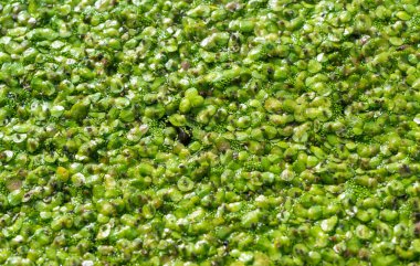 Many small aphids on duckweed in a lake overgrown with aquatic plants Piscia and Wolfia clipart