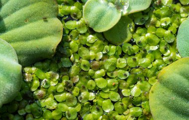 Piscia ve Wolfia 'nın su bitkileriyle kaplı bir gölde, ördek yosununun üzerindeki küçük yaprak bitleri.