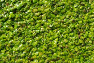 Piscia ve Wolfia 'nın su bitkileriyle kaplı bir gölde, ördek yosununun üzerindeki küçük yaprak bitleri.