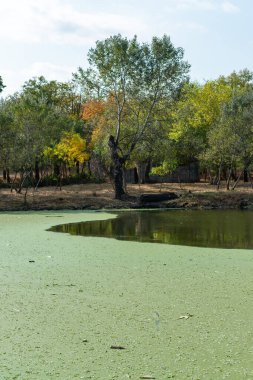 Su bitkileri Piscia ve ördek yosunu (Lemna turiyonifera) ve (Wolffia arrhiza) ile kaplanmış etrofik yerleşim göleti, Odessa
