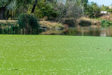 Su bitkileri Piscia ve ördek yosunu (Lemna turiyonifera) ve (Wolffia arrhiza) ile kaplanmış etrofik yerleşim göleti, Odessa