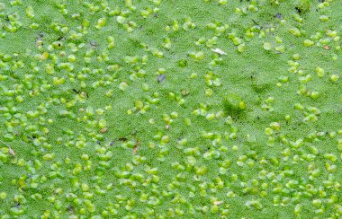 Durgun bir tatlı su gölünde lekesiz su yiyeceği, köksüz ördek otu (Wolffia arrhiza) ve ördek otu (Lemna turionifera)