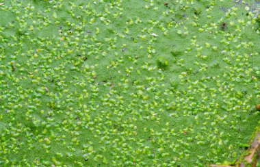 Durgun bir tatlı su gölünde lekesiz su yiyeceği, köksüz ördek otu (Wolffia arrhiza) ve ördek otu (Lemna turionifera)