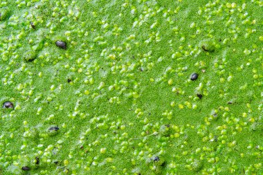 Durgun bir tatlı su gölünde lekesiz su yiyeceği, köksüz ördek otu (Wolffia arrhiza) ve ördek otu (Lemna turionifera)