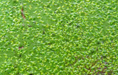 Durgun bir tatlı su gölünde lekesiz su yiyeceği, köksüz ördek otu (Wolffia arrhiza) ve ördek otu (Lemna turionifera)