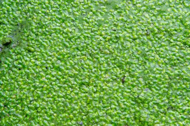 Durgun bir tatlı su gölünde lekesiz su yiyeceği, köksüz ördek otu (Wolffia arrhiza) ve ördek otu (Lemna turionifera)