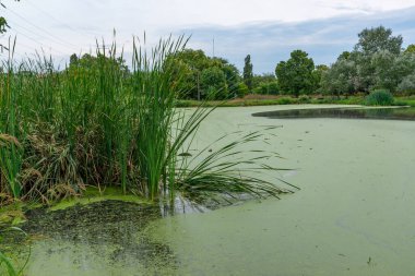 Su bitkileri Piscia ve ördek yosunu (Lemna turiyonifera) ve (Wolffia arrhiza) ile kaplanmış etrofik yerleşim göleti, Odessa