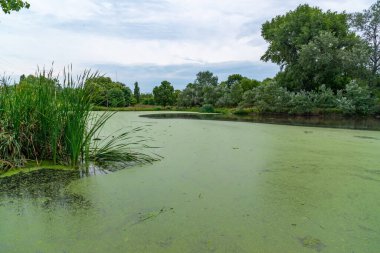 Su bitkileri Piscia ve ördek yosunu (Lemna turiyonifera) ve (Wolffia arrhiza) ile kaplanmış etrofik yerleşim göleti, Odessa