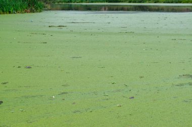 Durgun bir tatlı su gölünde lekesiz su yiyeceği, köksüz ördek otu (Wolffia arrhiza) ve ördek otu (Lemna turionifera)