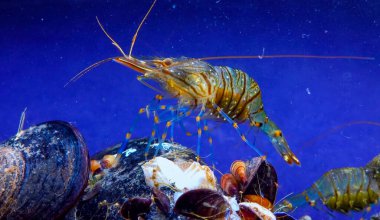 Kaya havuzu karidesi (Palaemon elegans), Karadeniz 'de midye üzerinde yiyecek arayan kabuklu deniz hayvanı.