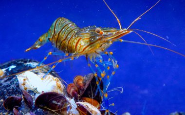 Kaya havuzu karidesi (Palaemon elegans), Karadeniz 'de midye üzerinde yiyecek arayan kabuklu deniz hayvanı.