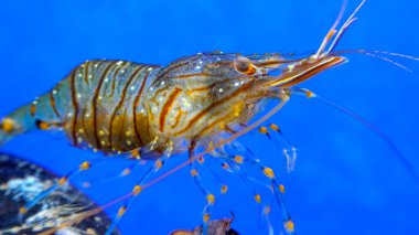 Kaya havuzu karidesi (Palaemon elegans), Karadeniz 'de midye üzerinde yiyecek arayan kabuklu deniz hayvanı.