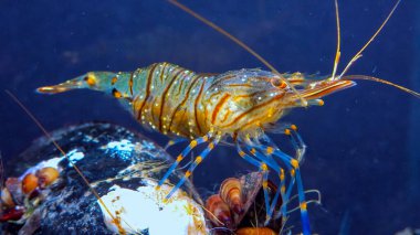 Kaya havuzu karidesi (Palaemon elegans), Karadeniz 'de midye üzerinde yiyecek arayan kabuklu deniz hayvanı.