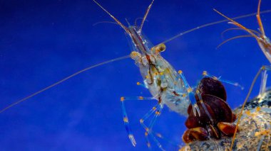Kaya havuzu karidesi (Palaemon elegans), Karadeniz 'de midye üzerinde yiyecek arayan kabuklu deniz hayvanı.