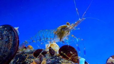 Kaya havuzu karidesi (Palaemon elegans), Karadeniz 'de midye üzerinde yiyecek arayan kabuklu deniz hayvanı.