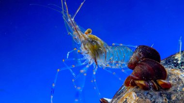Kaya havuzu karidesi (Palaemon elegans), Karadeniz 'de midye üzerinde yiyecek arayan kabuklu deniz hayvanı.