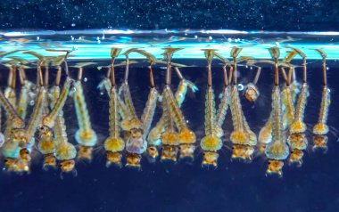 Culex pipiens (yaygın ev sivrisineği veya kuzey sivrisineği))