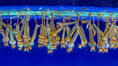 Culex pipiens (yaygın ev sivrisineği veya kuzey sivrisineği))