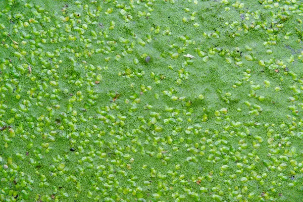 stock image Spotless watermeal, rootless duckweed (Wolffia arrhiza) and duckweed (Lemna turionifera) in a stagnant freshwater pond