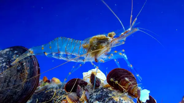 Kaya havuzu karidesi (Palaemon elegans), Karadeniz 'de midye üzerinde yiyecek arayan kabuklu deniz hayvanı.