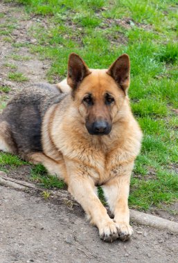 Doğu Avrupalı bir çoban köpeğinin portresi, dişi köpek sahibine bakar