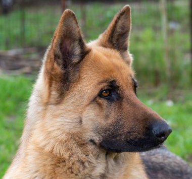 Doğu Avrupalı bir çoban köpeğinin portresi, dişi köpek sahibine bakar
