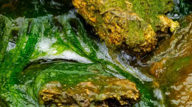 Yeşil Algler (Enteromorpha, Ulva), tuzlu su, Tiligul haliçleri, Ukrayna 'da bulunan küçük bir şelalede yetişir.