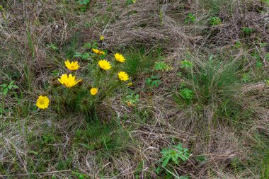 Ukrayna 'nın kırmızı kitabı. Adonis vernalis - bahar sülünü gözü, sarı sülün gözü, ilkbaharda filizlenen vahşi çimenler arasında erken kayboluyor.