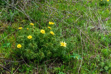 Ukrayna 'nın kırmızı kitabı. Adonis vernalis - bahar sülünü gözü, sarı sülün gözü, ilkbaharda filizlenen vahşi çimenler arasında erken kayboluyor.