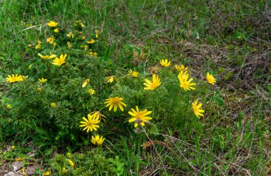 Ukrayna 'nın kırmızı kitabı. Adonis vernalis - bahar sülünü gözü, sarı sülün gözü, ilkbaharda filizlenen vahşi çimenler arasında erken kayboluyor.
