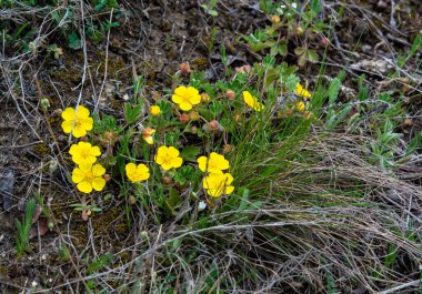 Potentilla reptans - sürünen cinquefoil, Avrupa cinquefoil veya sürünen işkence olarak bilinir 
